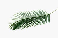 Fresh green areca palm leaf on an off whtie background