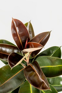 Closeup of fresh Indian rubber plant leaves