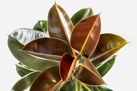 Closeup of fresh Indian rubber plant leaves