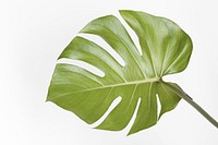 Monstera delicosa plant leaf on an off white background