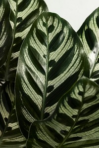 Calathea Makoyana textured background