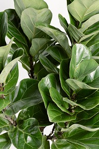 Fiddle-leaf fig plant on an off white background