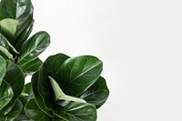 Fiddle-leaf fig plant on an off white background