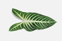 Tropical Alocasia leaf on an off white background