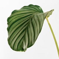 Calathea Orbifolia leaves isolated on an off white background