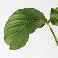 Calathea Orbifolia leaves isolated on an off white background