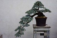 Free bonsai image, public domain plant CC0 photo.