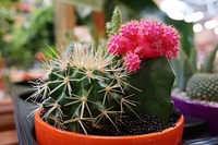 Flower Pot With Variety Of Succulents In The Plant Store