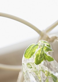 Water With Ice And Mint In A Glass