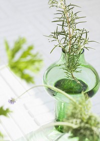 Fresh Rosemary Bound, And Rosemary Sprigs In A Glass,