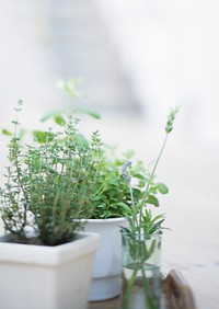 Selection Of Fresh Living Herbs