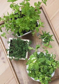 Selection Of Fresh Living Herbs On Wooden Floor