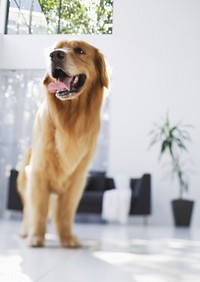 Free golden retriever dog standing in house image, public domain animal CC0 photo.