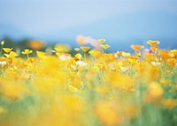 Free yellow cosmos field image, public domain flower CC0 photo.