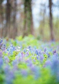 Free lupin image, public domain spring CC0 photo.