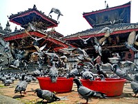 Free Durbar Square In Kathmandu with a lot of pigeon image, public domain animal CC0 photo.