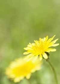 Sideview Of A Yellow Daisy With A Green Grass Background