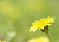 A Lakeside Daisy Stands Alone In The Prairie.