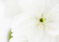 White Anemone Flowers Close-Up