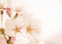 Free white cherry blossom image, public domain flower CC0 photo.