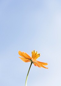 Orange Cosmos Flower And Blue Sky