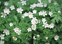 Pretty White Flowers Blooming In A Garden