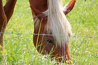 Free image of brown horse in grass, public domain animal CC0 photo.