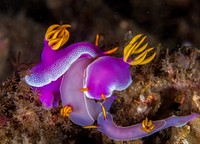 Free nudibranch image, public domain animal CC0 photo.