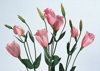 Pink Colored Tulip