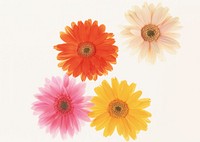 Free colorful gerbera image, public domain flower CC0 photo.