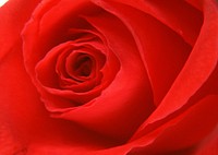 Free red rose image, public domain flower CC0 photo.