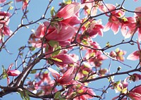 Blossoming Of Magnolia Flowers In Spring Time