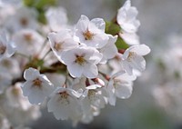 White Apple Flowers Branch