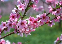 Flowers Of The Cherry Blossoms