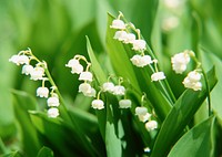 Twigs Of Lilly Of The Valley