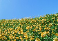 Yellow Color Flowers Fields Growing