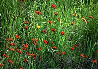 Red Flower Field