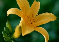 Yellow Lily Flower On Grden