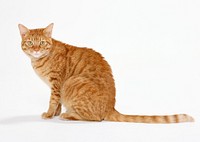 Free ginger shorthair cat image, public domain CC0 photo.