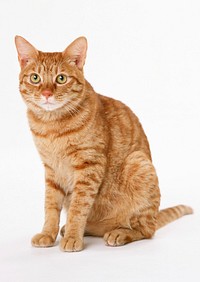 Free ginger shorthair cat image, public domain CC0 photo.