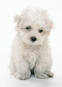 Free white fluffy dog image, public domain animal CC0 photo.