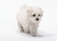 Free white fluffy dog image, public domain animal CC0 photo.