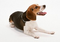 Free beagle dog image, public domain animal CC0 photo.