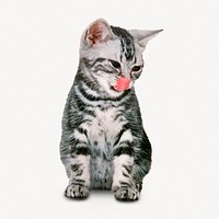 American Shorthair cat sticker, pet collage element psd