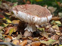 Free mushroom photo, public domain plant CC0 image.