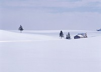 A Snow Scene And Trees In Hokkaido, Japan