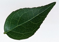 One Dark Green Leaf