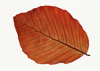 Free isolated autumn leaf image, public domain nature CC0 photo.