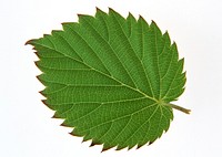Green Leaf. Isolated On A White.