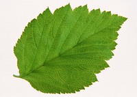 Free green hibiscus leaf image, public domain plant CC0 photo.